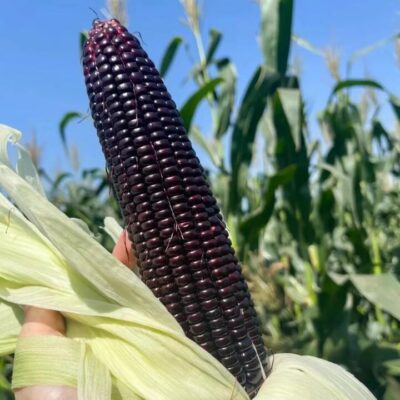 Purple Glutinous Corn - Single Cob