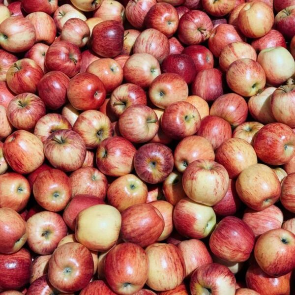 Discount Gala Apples - Approx. 1kg (Bulk Bin)