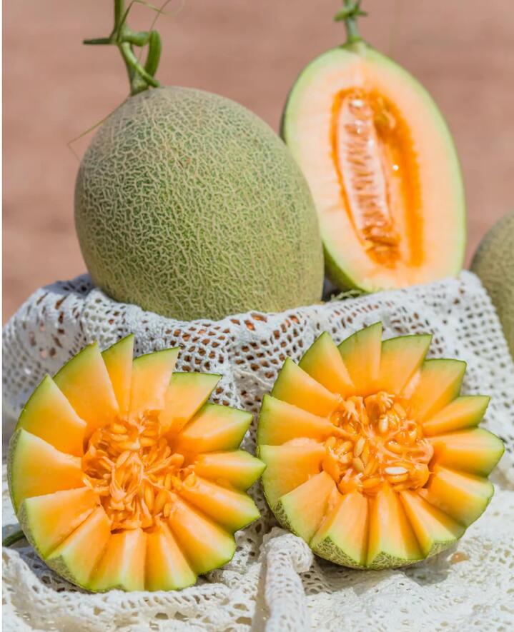 Rockmelon Big Size 1 Piece