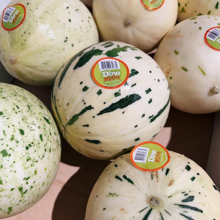 Dino Moon Dew Melon Big Size 1 Piece