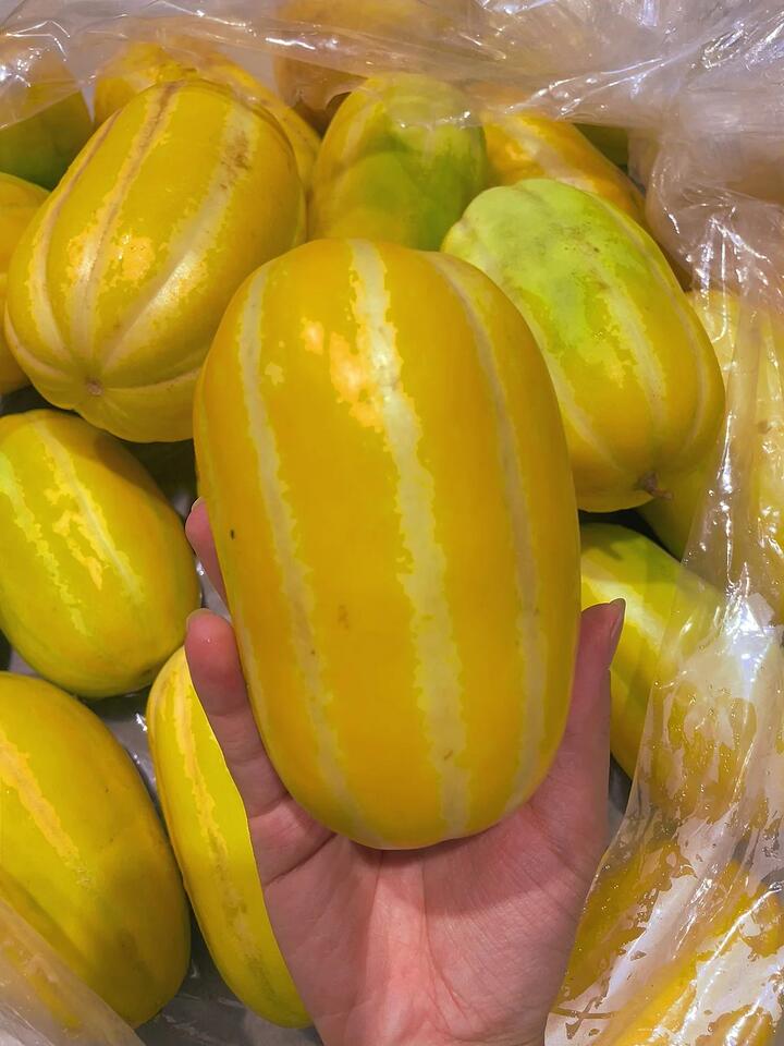 Northeastern Melon, Single/Various Sizes Available