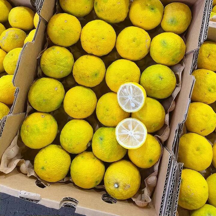 Locally Grown Japanese Yuzu, 1 Piece (For Tea Infusion, Not for Direct Consumption)