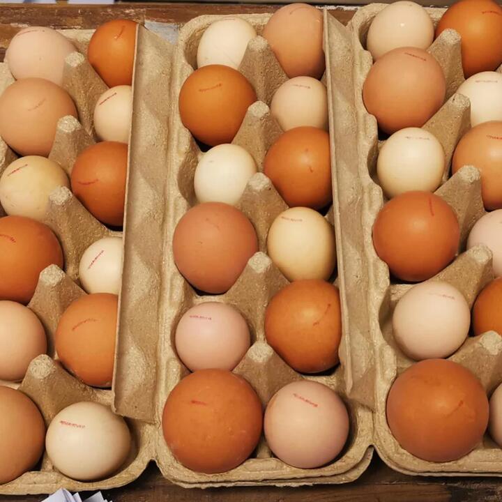 Wonderwander Forest-Raised Multicoloured Eggs 12pcs
