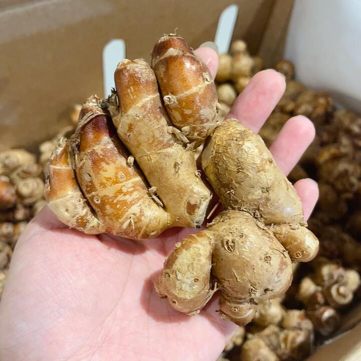 Fresh Sand Ginger - 300g