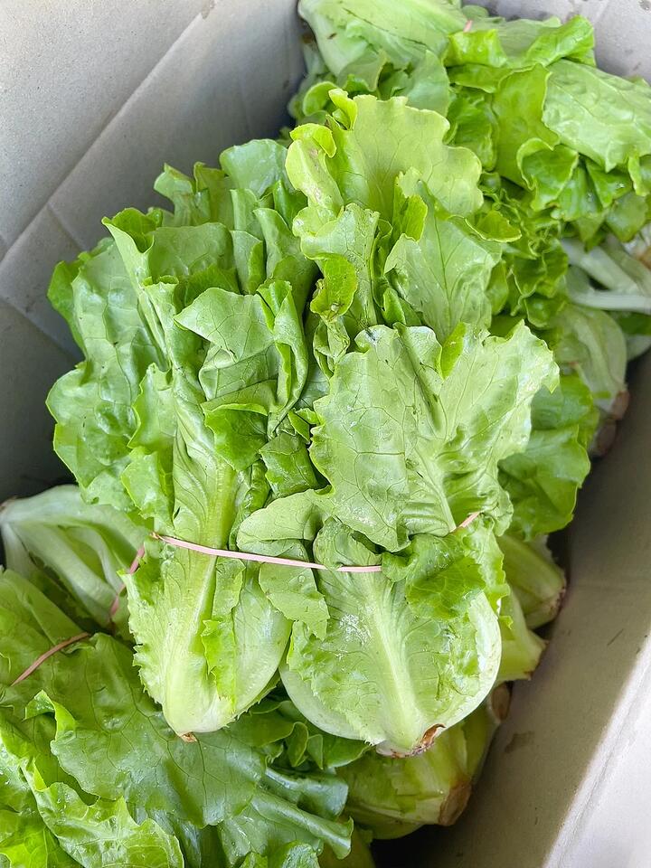 Fresh Chinese Lettuce - 1 Bundle
