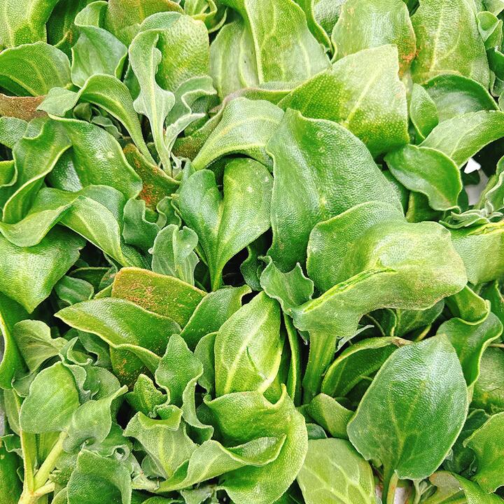 Ice Plant - 500g