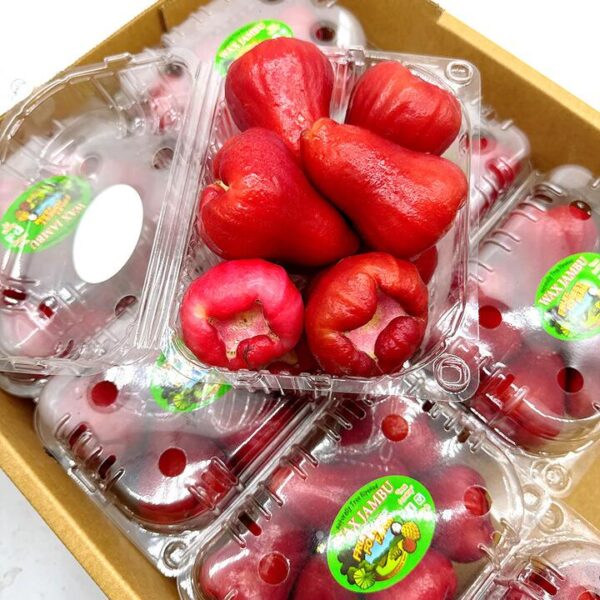 Fresh Large Wax Apples - 1 Box, 1kg