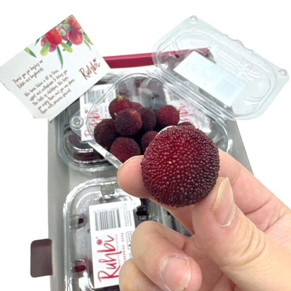 Fresh Local Bayberries - 200g Box