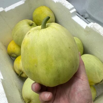 Japanese Sweet Treasure Melon - 1 Piece