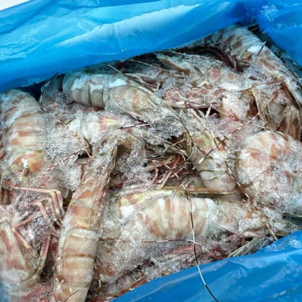 Tarni Brand Sashimi Grade Raw Brown Tiger Prawns Size 9/12 - 3kg