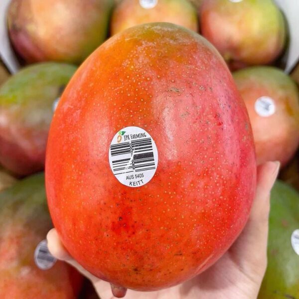 Keitt Mango - 1 Piece