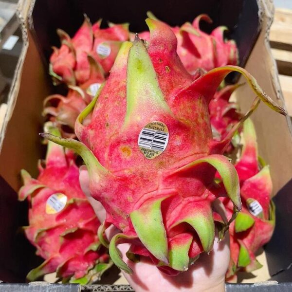 Queensland Red Heart Dragon Fruit - 1 Piece