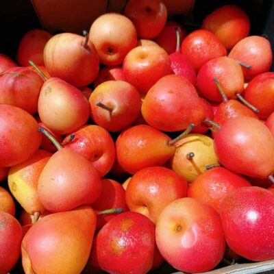 Piqa Boo Pears - 1kg