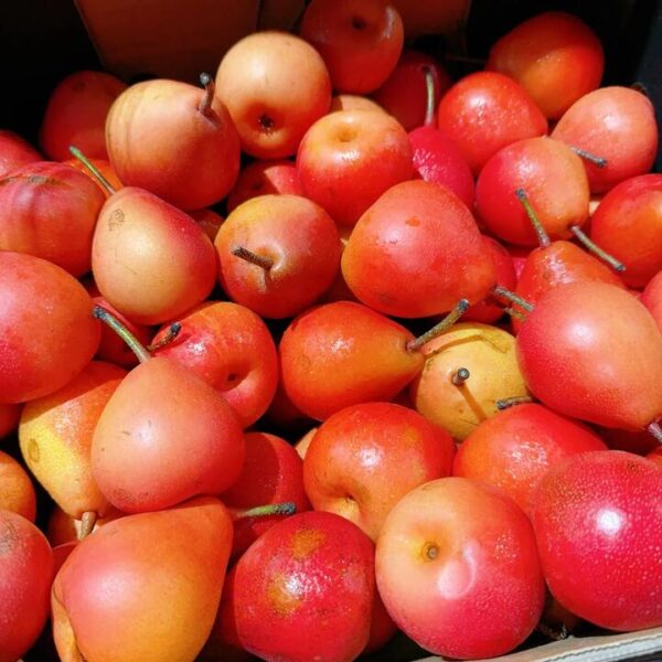 Piqa Boo Pears - 1kg