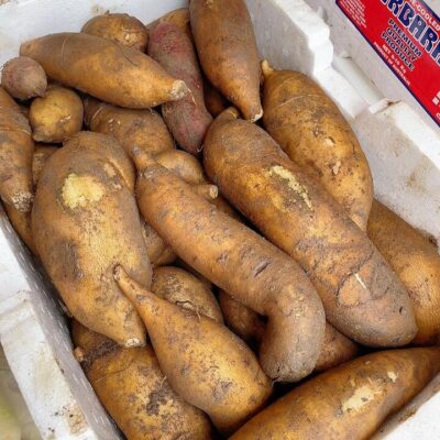 Yacon Root - 1kg