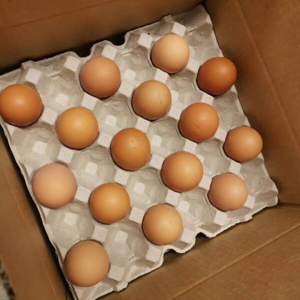 Wonderwander Free-Range Extra Large Eggs - Box of 45