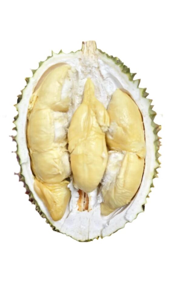 Fresh Air-Flown Tree-Ripened Bamboo Leg Durian Pulp - 400g
