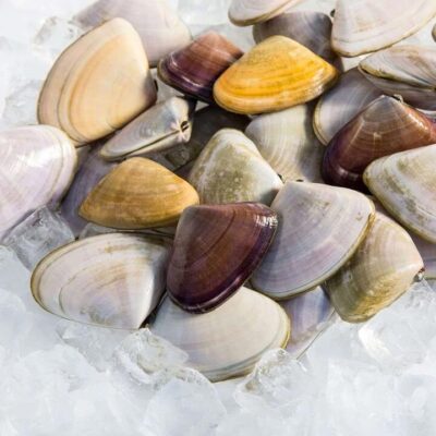 Live Pipis - 1kg | (No Sunday Delivery)