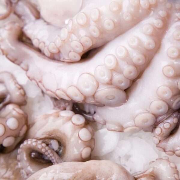 Frozen Octopus Legs - 1kg