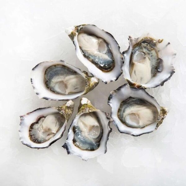 Pacific Oyster Medium - 1 Dozen | (No Sunday Delivery)