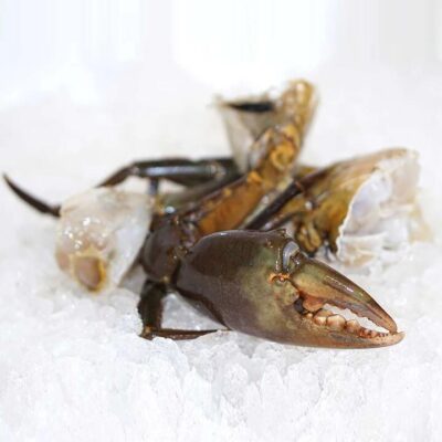 Frozen Mud Crab Pieces - 1 Pack (2 Claws, 4 Pieces)