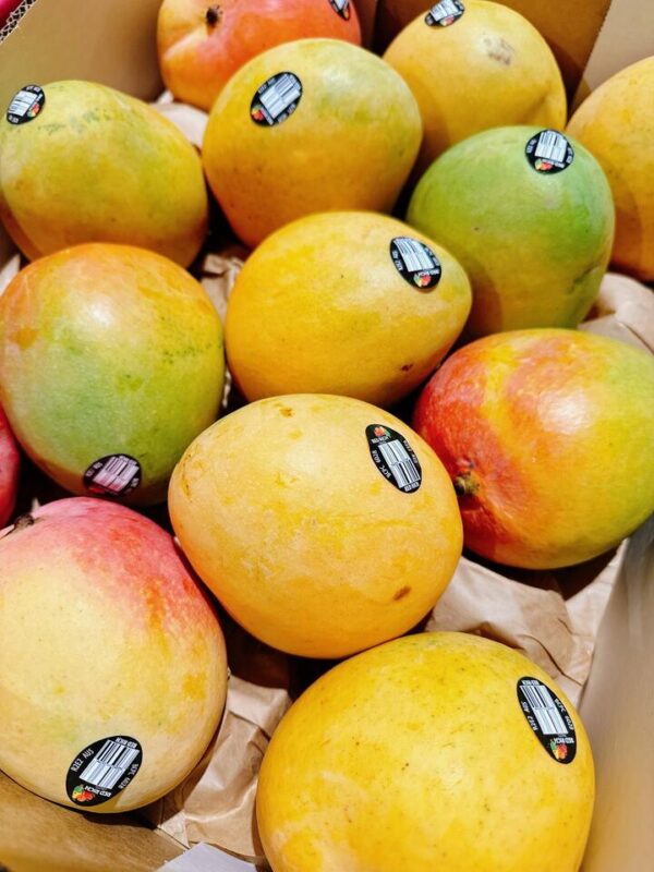 R2E2 Mango - Medium to Large, 1 Piece