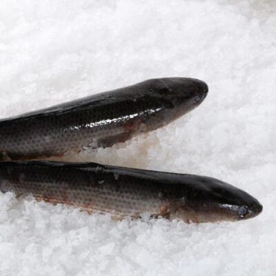 Frozen Whole Snakehead Fish 1–1.2kg