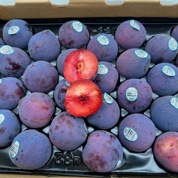 Midnight Rose Dinosaur Egg Pluots – 4 Pieces